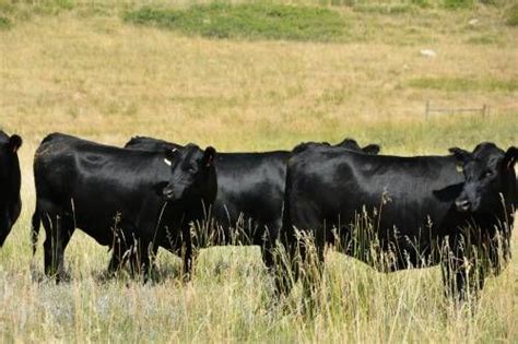 bred montana|Cattle for Sale in Montana .